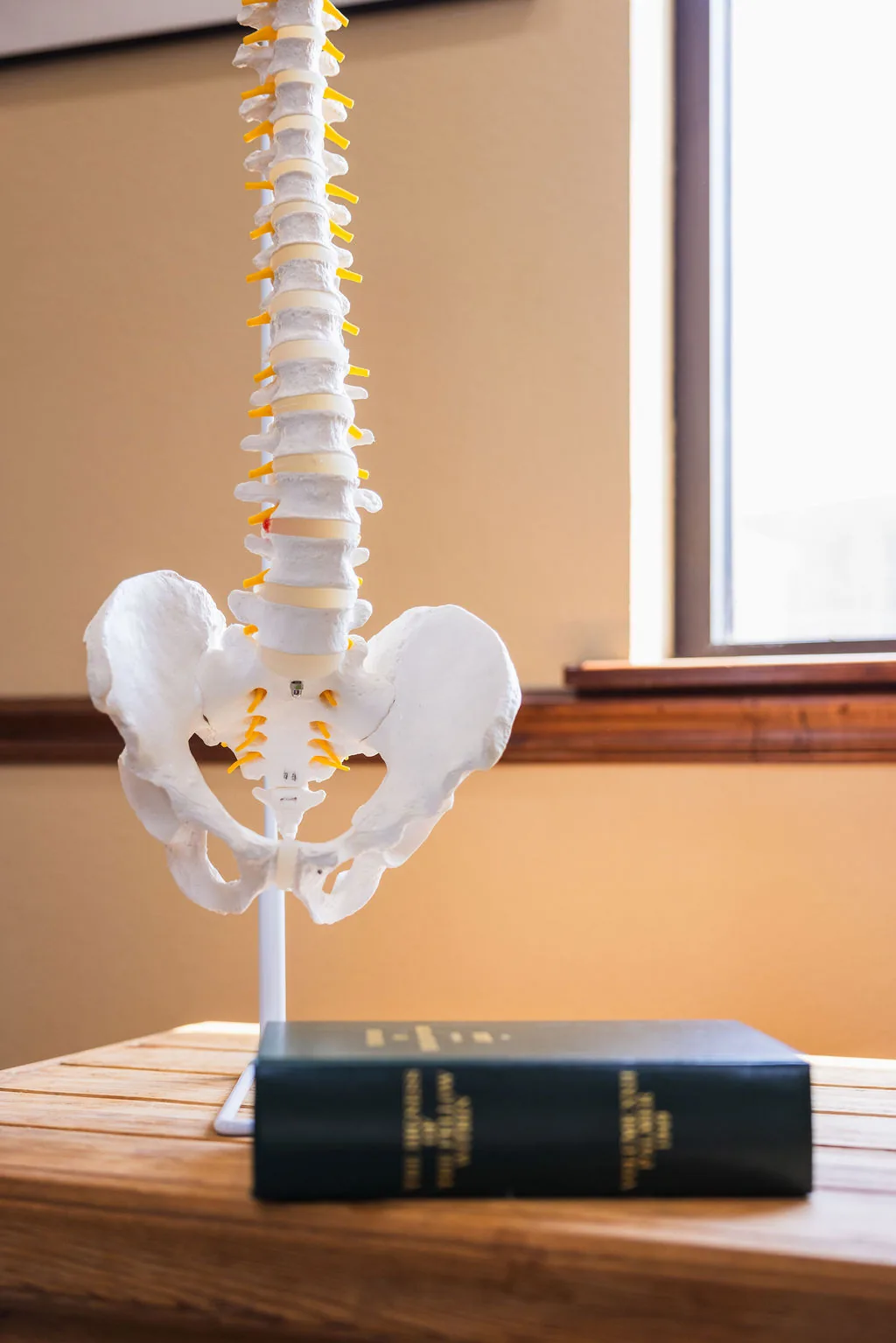 Anatomical model of a human spine and pelvis displayed on a wooden table next to a book.