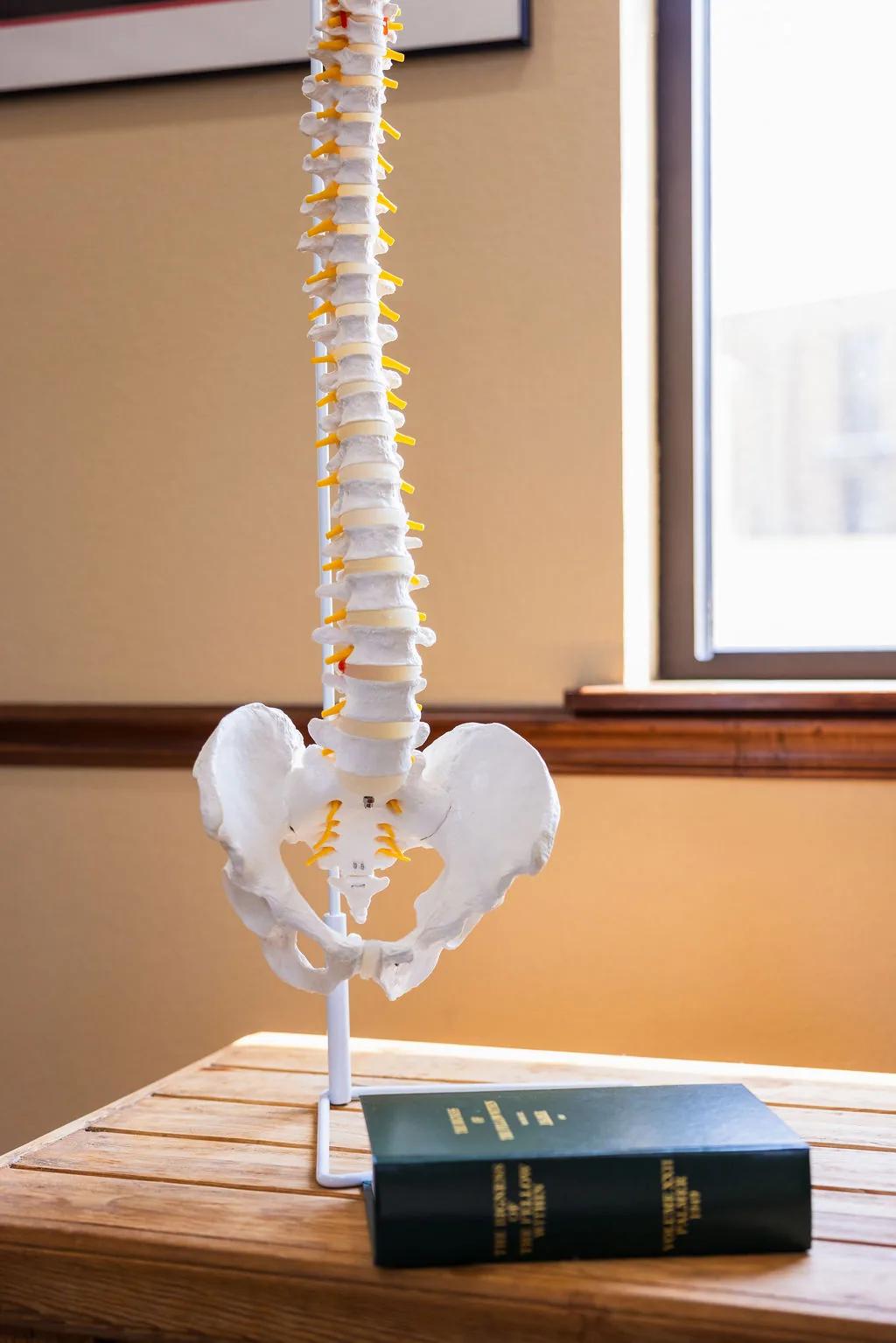 Anatomical human spine and pelvis model resting on a wooden table beside a green textbook in a chiropractic office.