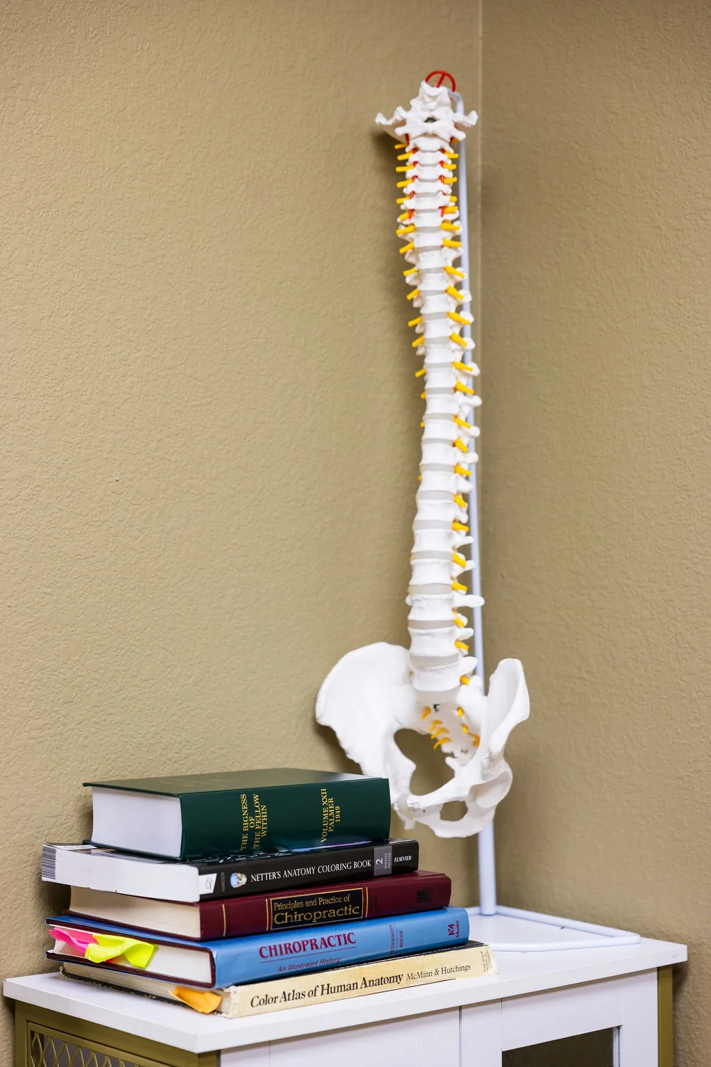 Anatomical human spine model on a stand beside a stack of chiropractic and anatomy textbooks.