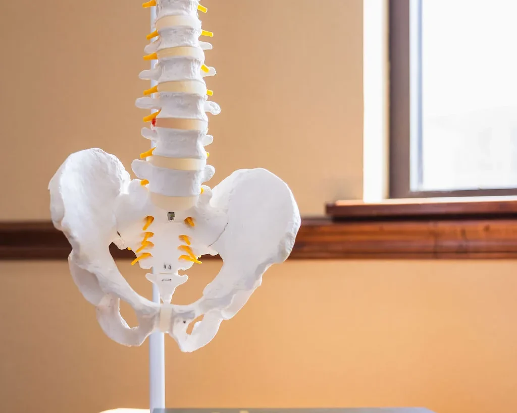 Anatomical model of a human spine and pelvis displayed on a wooden table next to a book.