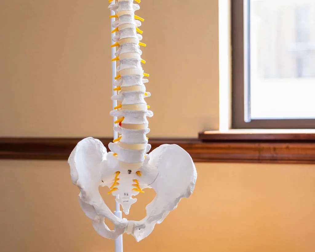 Anatomical human spine and pelvis model resting on a wooden table beside a green textbook in a chiropractic office.